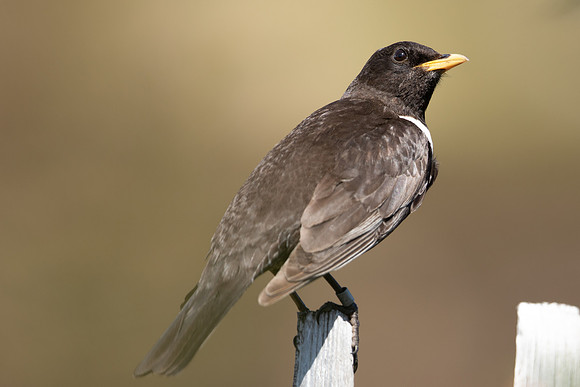 Ring Ouzel, Cairngorms, June 2021