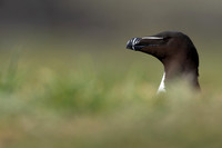 Razorbill, Lunga, May 2021