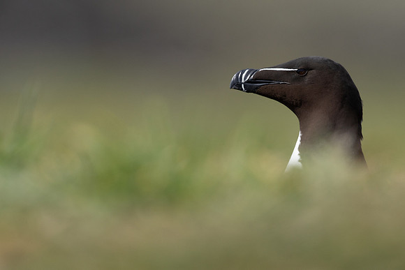 Razorbill, Lunga, May 2021