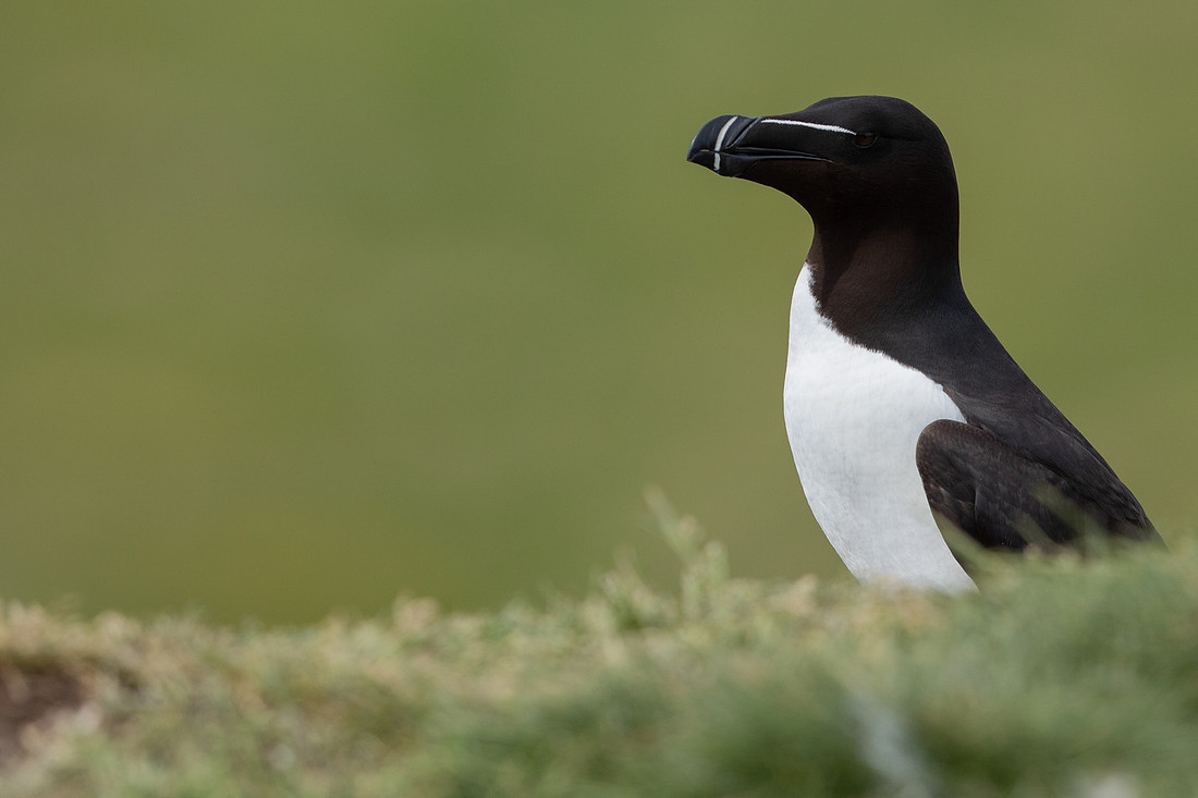 Razorbill, Lunga, May 2021