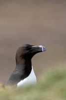 Razorbill, Lunga, May 2021