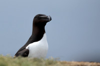 Razorbill, Lunga, May 2021