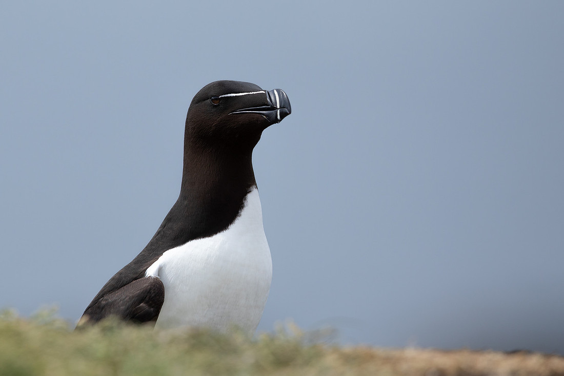 Razorbill, Lunga, May 2021