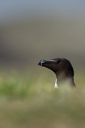 Razorbill, Lunga, May 2021