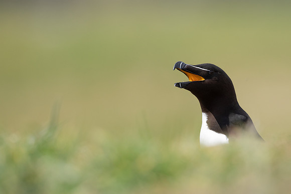 Razorbill, Lunga, May 2021