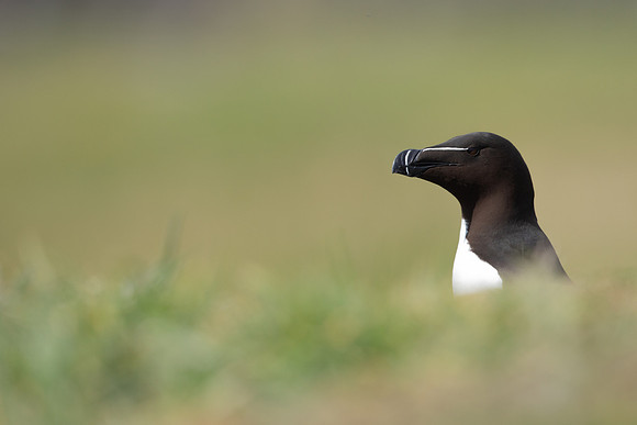 Razorbill, Lunga, May 2021