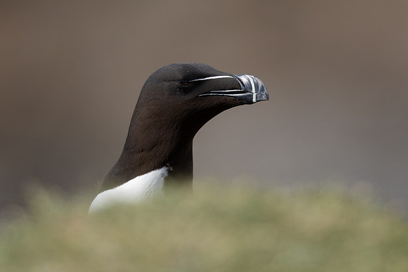 Razorbill, Lunga, May 2021