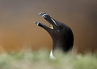 Razorbill, Lunga, May 2021