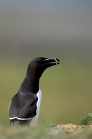 Razorbill, Lunga, May 2021