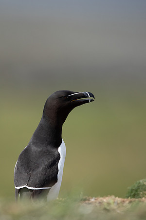 Razorbill, Lunga, May 2021