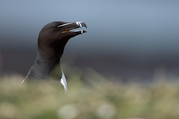 Razorbill, Lunga, May 2021