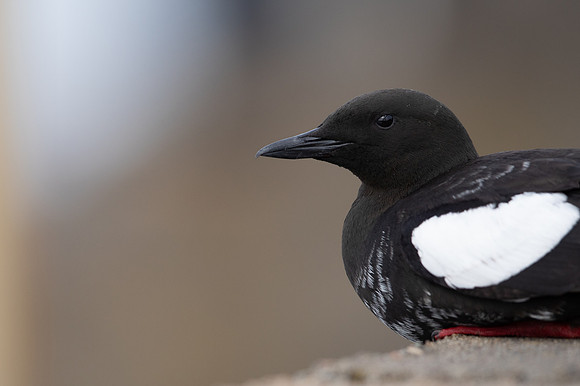 Black Guillemot, Oban, May 2021