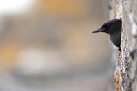 Black Guillemot, Oban, May 2021