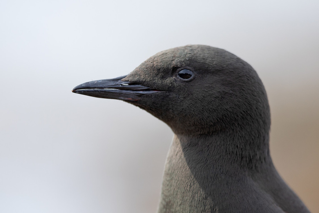 Black Guillemot, Oban, May 2021