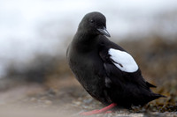 Black Guillemot, Oban, May 2021