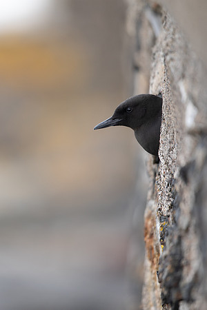 Black Guillemot, Oban, May 2021
