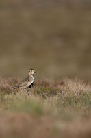 Golden Plover, Lochindorb, June 2021