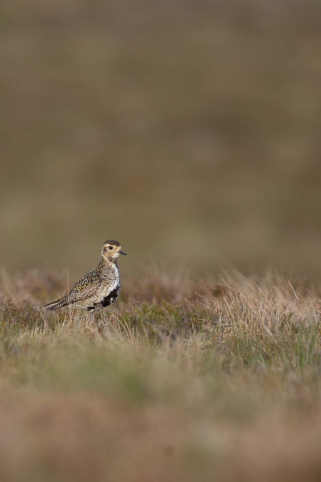 Golden Plover, Lochindorb, June 2021