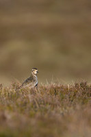 Golden Plover, Lochindorb, June 2021