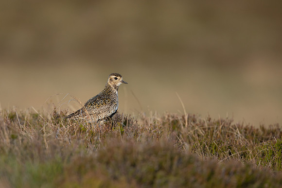 Golden Plover, Lochindorb, June 2021