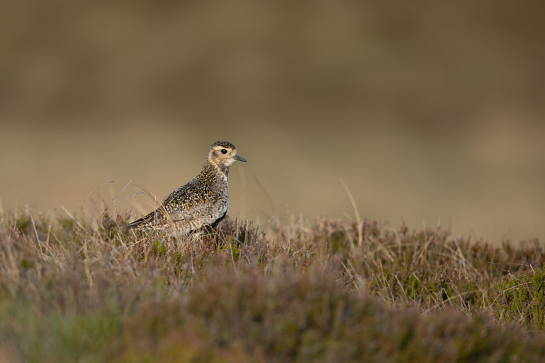Golden Plover, Lochindorb, June 2021