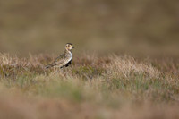 Golden Plover