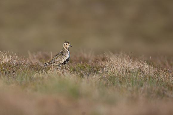 Golden Plover, Lochindorb, June 2021.