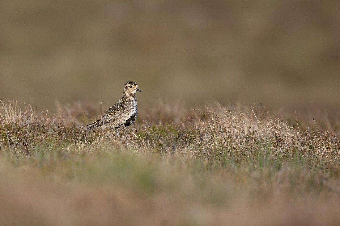 Golden Plover, Lochindorb, June 2021.