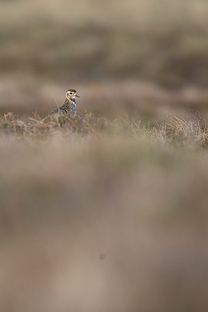 Golden Plover, Lochindorb, June 2021