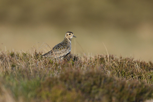 Golden Plover, Lochindorb, June 2021