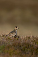 Golden Plover, Lochindorb, June 2021