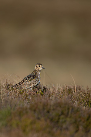 Golden Plover, Lochindorb, June 2021
