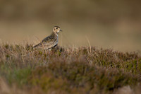Golden Plover, Lochindorb, June 2021