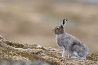 Mountain Hare
