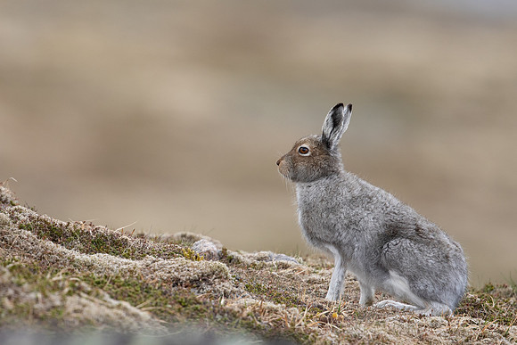 Mountain Hare, Cairngorms, June 2021.