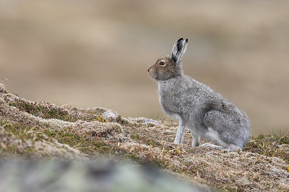Mountain Hare, Cairngorms, June 2021