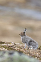 Mountain Hare, Cairngorms, June 2021