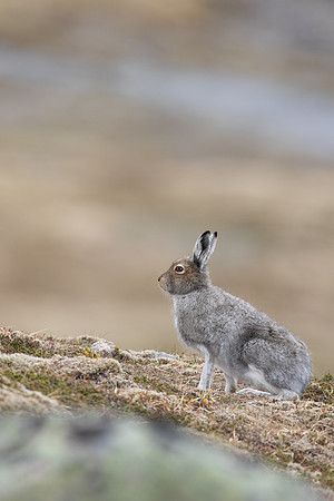 Mountain Hare, Cairngorms, June 2021