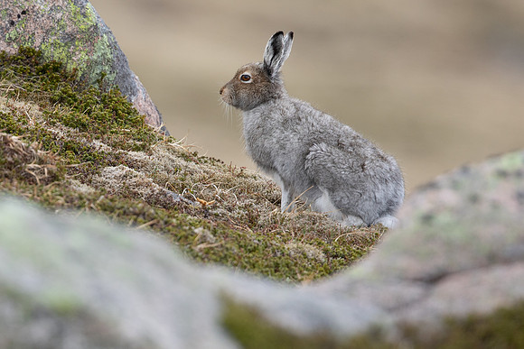 Mountain Hare, Cairngorms, June 2021