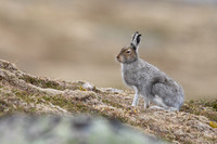 Mountain Hare, Cairngorms, June 2021