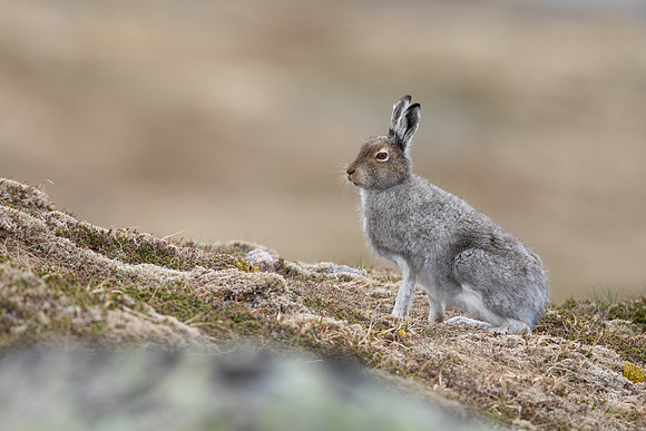 Mountain Hare, Cairngorms, June 2021
