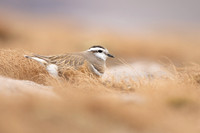 Dotterel, Cairngorms, June 2021