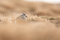 Dotterel, Cairngorms, June 2021