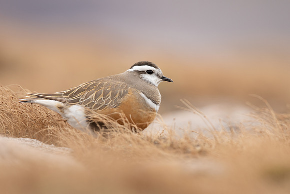 Dotterel, Cairngorms, June 2021