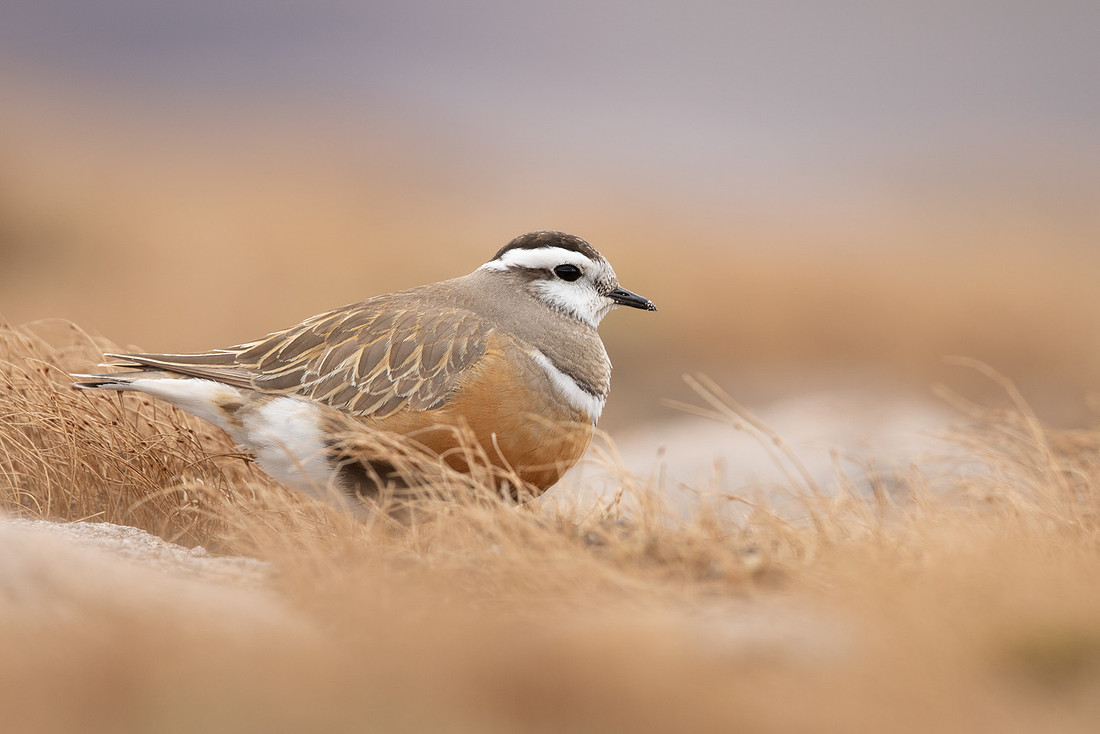 Dotterel, Cairngorms, June 2021