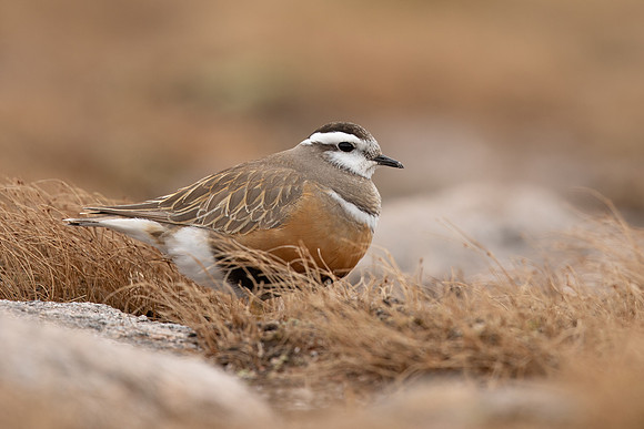 Dotterel, Cairngorms, June 2021