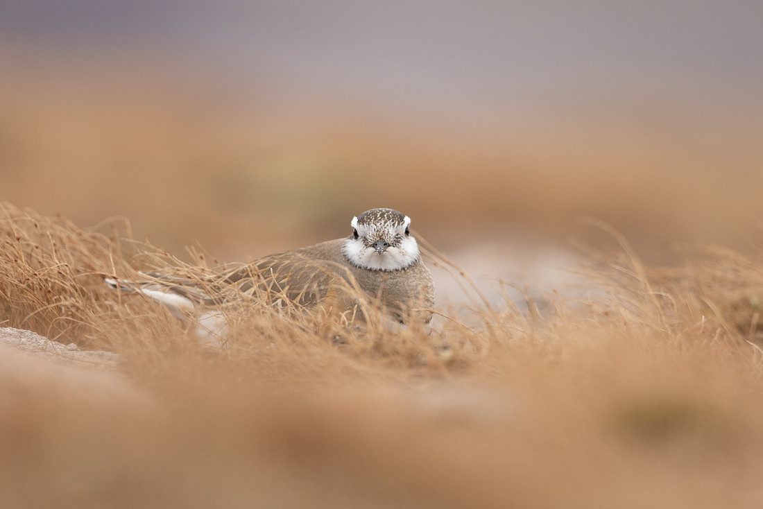 Dotterel, Cairngorms, June 2021