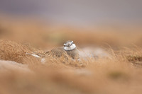 Dotterel, Cairngorms, June 2021