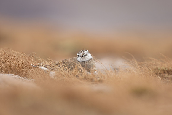 Dotterel, Cairngorms, June 2021