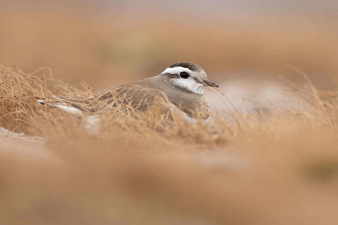 Dotterel, Cairngorms, June 2021
